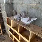 طبه فرش