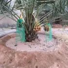 جثايث نخل