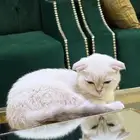قطه للتبني