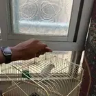 بغباء روز عمره 5 شهور