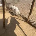 ضان البيع