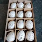 ديكور بيت او تصوير