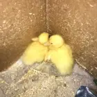 بط بيكني للبيع