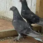 اجواز تركي