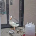 بطة للتبني