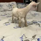 ماعز قزم ذكر تشكي امريكي
