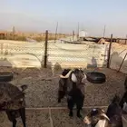 تيس فحل للبيع