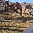 قعود وبكرة للبيع