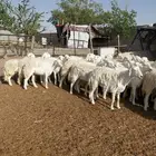 رخال حرش ثنايا ودفيع