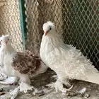جوز مفتل منتج معه عياله
