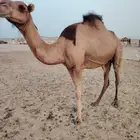 ابل مراح