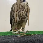 حر مثلوث تفريخ