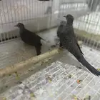 يمام ماسي
