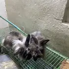 ارانب للبيع