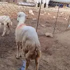 كبش للبيع