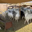 ضان