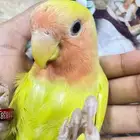 روز اليف متكلم