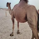 ساحليه مدني
