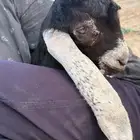 جفره طيبه عميا