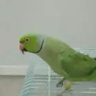 ببغاء دره ذكر للبيع