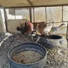 دجاج باكستاني