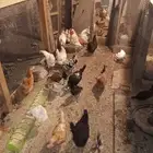 الاحساء - المنيزلة