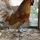 حباحب كويتي