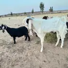 تيس للبيع