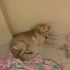 Golden Retriever 4 months old