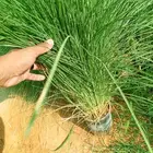 نبات بانسيتام اخضر (حلفا اخضر)