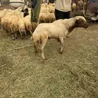فحل بلدي