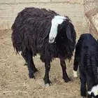 نجديه رخل هجين معها رخل