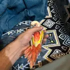 كنيور