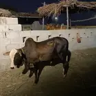 عجل للبيع