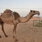نياق للبيع