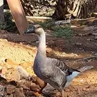 وز عراقي اصل للبيع