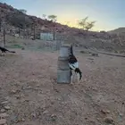 دجاج سندي نسل غبشان