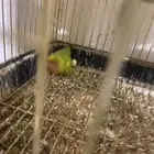 ثلاثه طيور روز مع قفص كبير