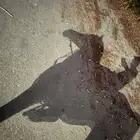 خيل شعبي