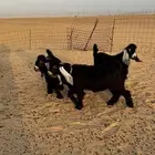 تيوس عوارض فل شحم عمرها أربعة اشهر