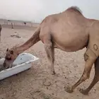 ناقة مقربة