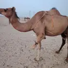 حفله وتحتها بكرة
