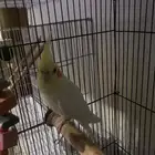 ذكر كروان لاتينو
