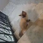 قط للبيع