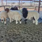 ثلاث خرفان ورخال للبيع