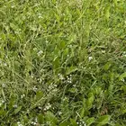 أجار مزرعة في سهباء طريق حرض