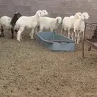 طليان حريات للبيع