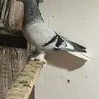 اجواز تركي