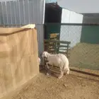 خروف فاخر
