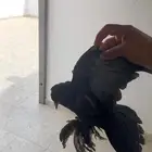 طبات كرنقو